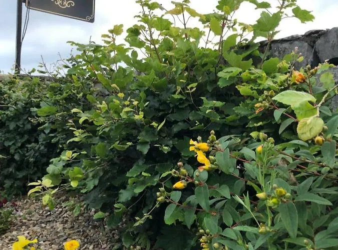 Amber Heights Голуэй